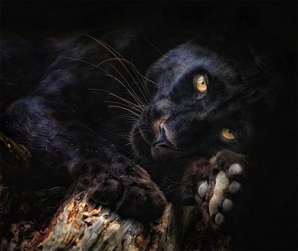 Black jaguar