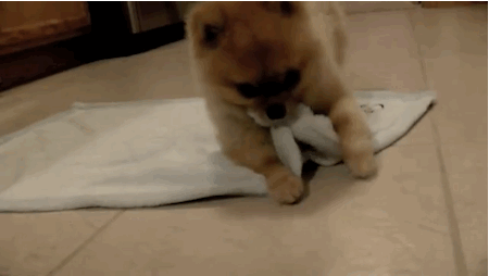 450_254gif 动态图 动图