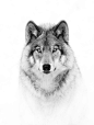 Jim Cumming在 500px 上的照片Wolf Portrait in B&W