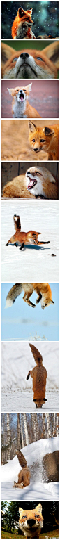 狐狸也是呆萌呆萌的！