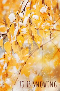 白桦树的黄叶覆盖了初雪。冬去秋来的景象，大自然冻住了树叶，又开始下雪了
