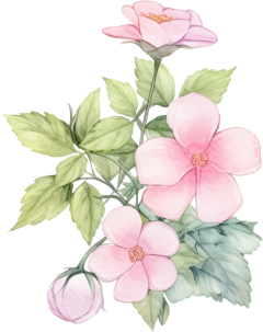茶树结猫采集到花