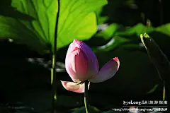 龙沙公园的清晨，让我记住了齐齐哈尔的美丽, 冰城馨子旅游攻略
