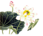 【新鲜蔬菜】古风免抠图189P_白茶微甘吧_百度贴吧