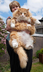 缅因猫是个神奇的喵，居然能从一只猫长成一头猫