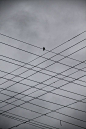 lonely bird: 