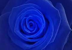 蓝玫瑰壁纸_好搜图片