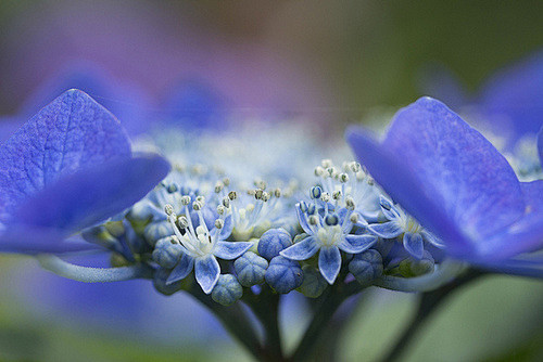 hydrangea macro by *...