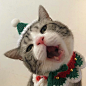情头猫咪情侣头像
