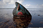 6月8日，美国路易斯安那州东格兰德特雷岛。4月20日，英国石油公司“深海地平线”钻井平台发生爆炸；导致底部油井漏油，造成大面积海域受到原油污染。此事件造成约440万桶原油流入墨西哥湾，是人类历史上第二严重的原油泄漏事故。浮油涌至美国海岸，多处野生动物保护区面临严重威胁。图为：一个安全帽漂浮在被原油污染了的海面上。