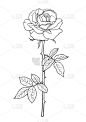 玫瑰,茎,叶子,黑白图片,华丽的,自然美,花,爱,剪影
