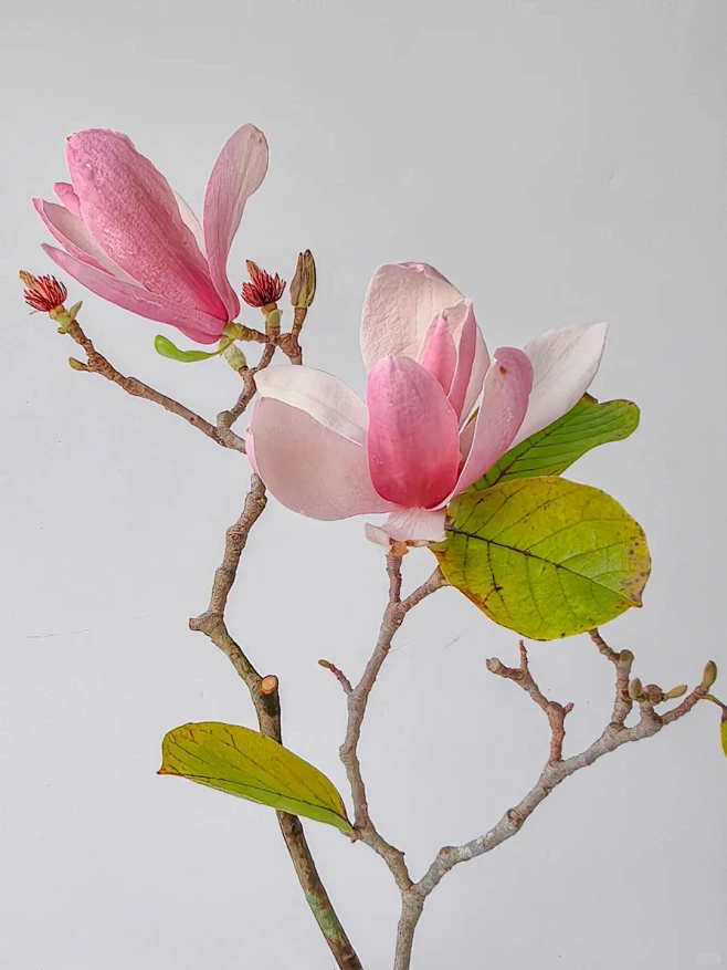 绘画素材：玉兰花 - 小红书