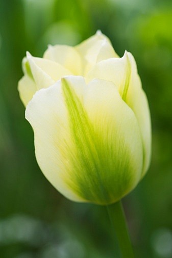 Tulipa 'Spring Green...