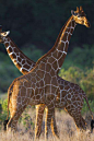 偶蹄目·反刍亚目·长颈鹿科：网纹长颈鹿