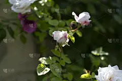 玫瑰,仅一朵花,白色,红色,粉色,黄色,多色的,请柬,贺卡,清新