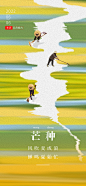 芒种节气宣传海报