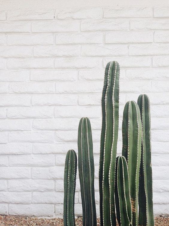 Cactus | Plants | Th...