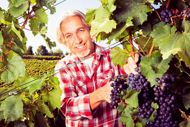 Winemaker Harvesting...