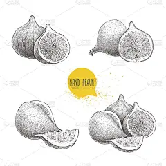 手绘素描图集。复古风格的水果画。生态食物载体插图孤立在白色背景上。