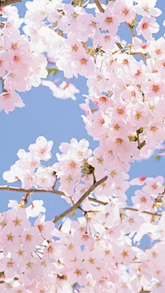 今日壁纸 戳赞迎接新的一周吧٩(˃̶͈̀௰˂̶͈́)و ​​​​