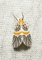 Footman Moth (Barsine eccentropis, Lithosiini, Arctiinae, Erebidae)