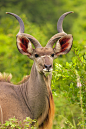 Mario Moreno在 500px 上的照片Kudu Portrait