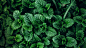 General 1920x1080 nature leaves plants green top view mint leaves mint