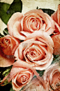 玫瑰,粉色,垂直画幅,古老的,古典式,湿,早晨,夏天,仅一朵花