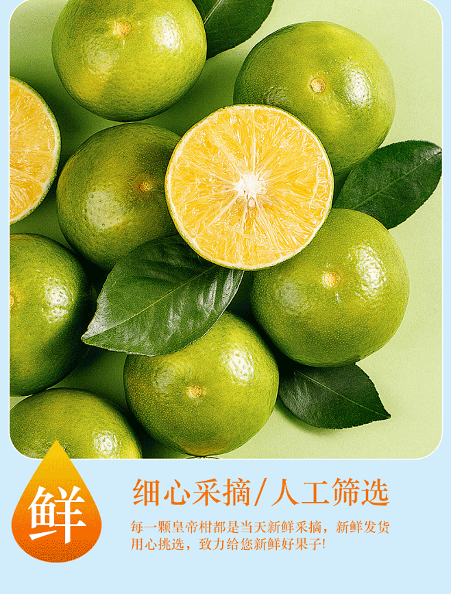 皇帝柑桔子水果新鲜现摘当季整箱10斤大果薄皮橘子蜜桔贡柑沃橘-淘宝网-花瓣网