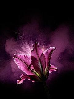 夜紫殇采集到花
