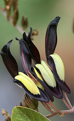 大妹纸采集到鲜花、植物种类