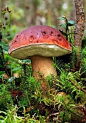 Delicious Mushroom: 