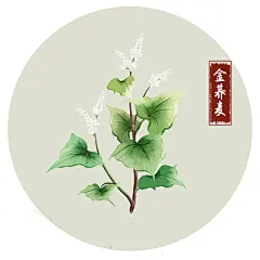 苦荞花插画的搜索结果_百度图片搜索