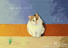 家猫绵绵