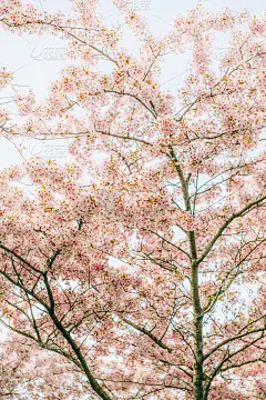细节近距离的一棵樱花盛开的树