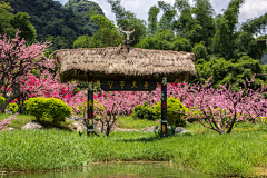 穿过一片开着花的地采集到廊架、凉亭