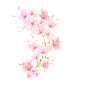 桃花朵朵开