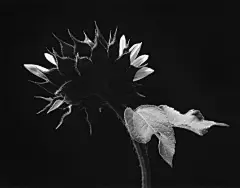 Sunflower Face, Winthrop, MA. 1965保罗·卡普尼格罗
