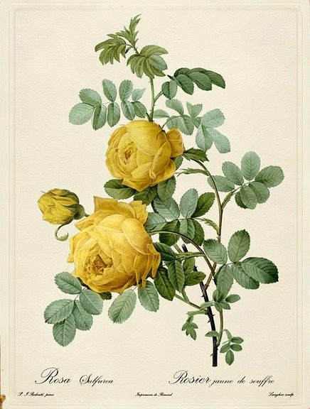 200年前的玫瑰绘花卉绘制图谱丨作者：P...