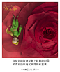 你在你的玫瑰花身上耗费的时间使得你的玫瑰花变得如此重要。——《小王子》 ©麻豆时光 设计  #治愈系# #插画# #文字# #句子# #语录# #小王子#