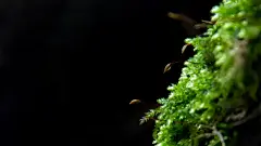 绿色护眼洒满阳光的绿叶桌面高清壁纸桌面壁纸1