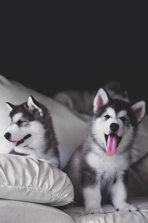 Husky Pups
 #壁纸# #动物...