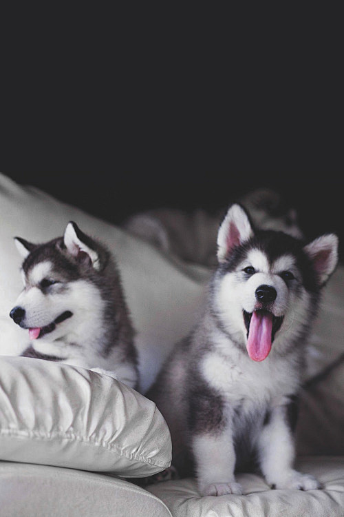 envyavenue:

Husky P...