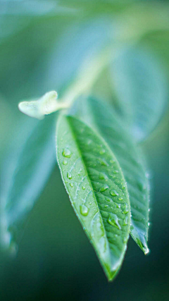 笑荼草采集到美图系