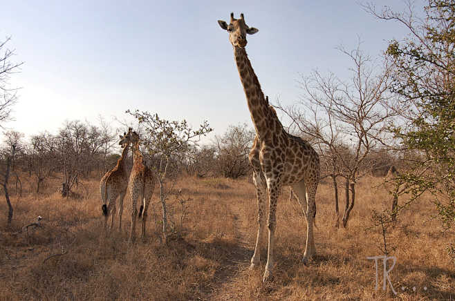 长颈鹿
长颈鹿家族Park KRUGER...