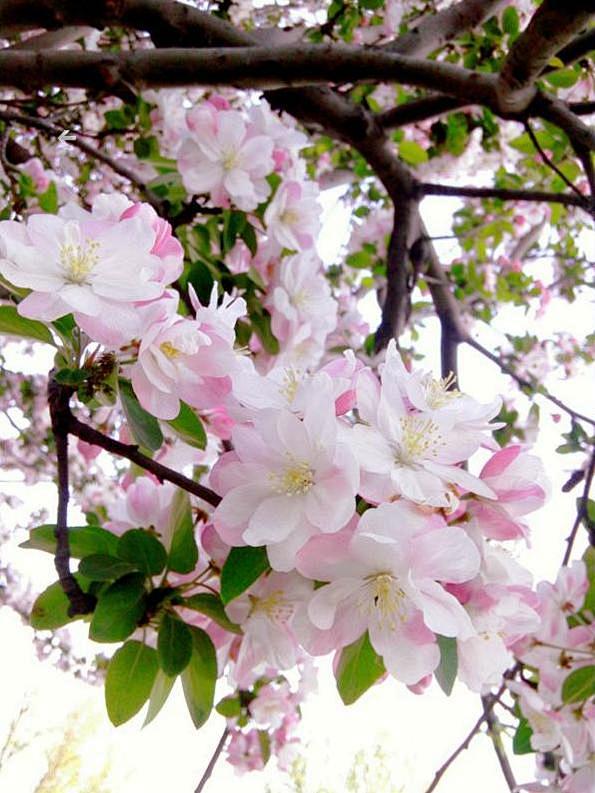 海棠花 (595×793)