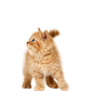 cat_PNG92.png (360×362)