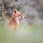 Red Fox Portrait by Pim Leijen on 500px