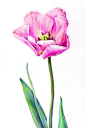 Tulipa