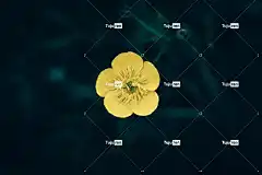 花 毛茛 花瓣 4K壁纸 黄色 高清壁纸 盛开 明亮的